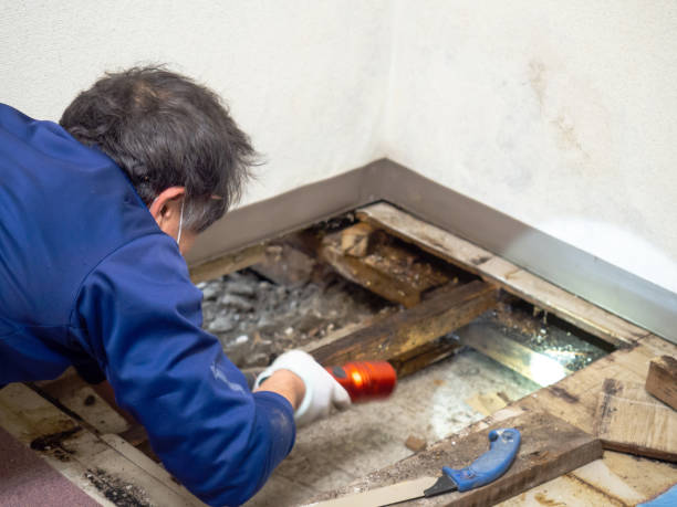 Best Commercial Mold Removal  in Montoursville, PA