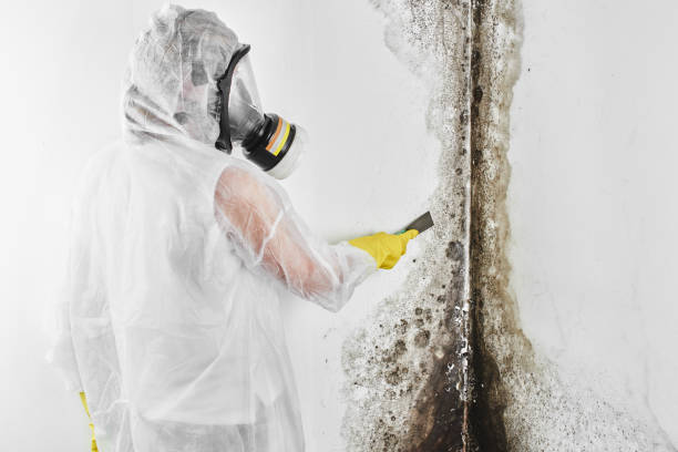 Best Local Mold Removal Service  in Montoursville, PA