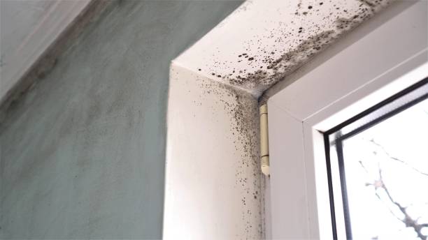 Best Mold Inspection  in Montoursville, PA