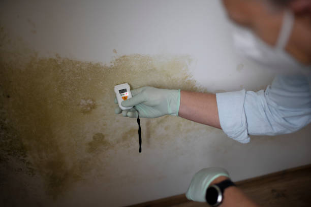 Best Mold Testing and Removal  in Montoursville, PA