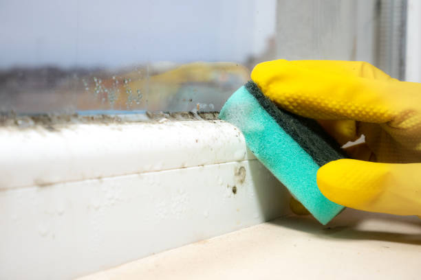 Best Professional Mold Removal  in Montoursville, PA